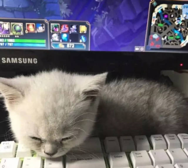 yabo鸭脖
